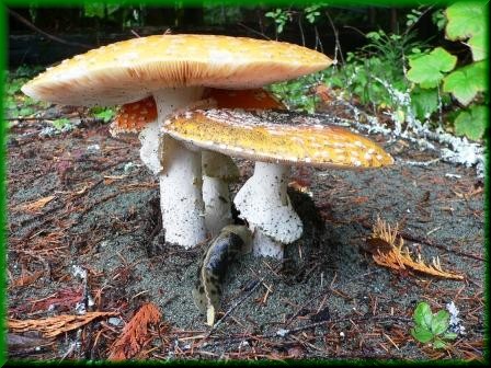 Amanita